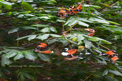 Archidendron monadelphum